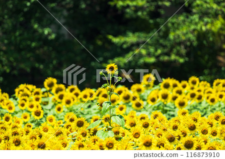 Landscape with summer flowers 116873910