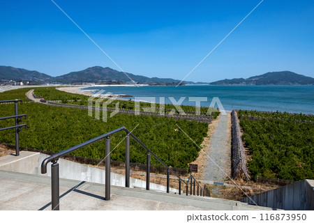 [Rikuzentakata, Iwate] Takata Matsubara seawall 116873950