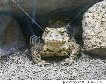 青蛙臉朝下躺著的圖片 116874153