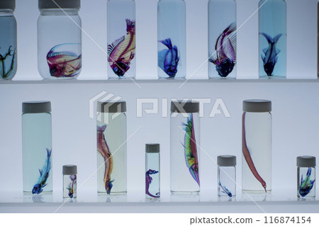 罐子裡排列著的彩色魚骨的圖像 116874154