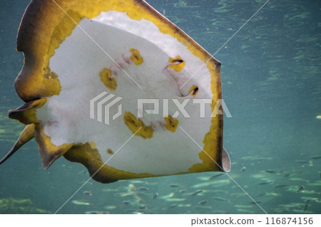 從水族館背面看到的黃貂魚的圖像 116874156