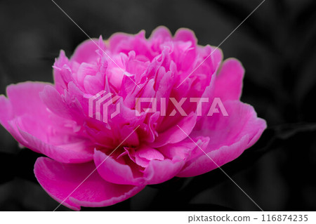 Double-flowered peony flowers: the scent of early summer 116874235