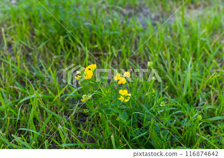 Wildflowers in a colorful mix, bee meadow,bees. Wildflowers in a colorful mix, bee meadow,bees. 116874642