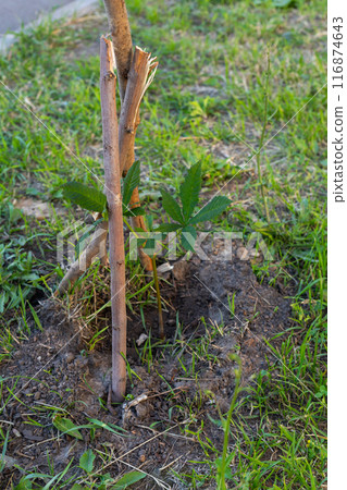 young chestnut tree with stake to grow straight. planting chestnut tree in the garden young chestnut tree with stake to grow straight. planting chestnut tree in the garden 116874643