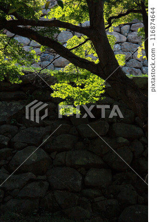 Tottori Castle stone walls and maples Tottori Castle stone walls and maples 116874644