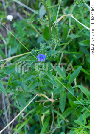 Stellaria holostea And Veronica. meadow flowers. Close up, small white flowers of common chickweed, Stellaria media and blue germander speedwell, bird's-eye speedwell, Veronica chamaedrys. Europe. Stellaria holostea And Veronica. meadow flowers. Close up, small white flowers of common chickweed, Stellaria media and blue germander speedwell, bird's-eye speedwell, Veronica chamaedrys. Europe. 116874645