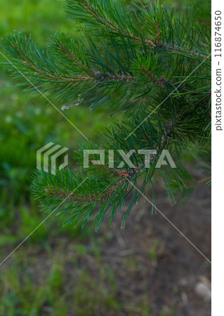 close up of pine needles, green spruce branch, nature background. close up of pine needles, green spruce branch, nature background. 116874650