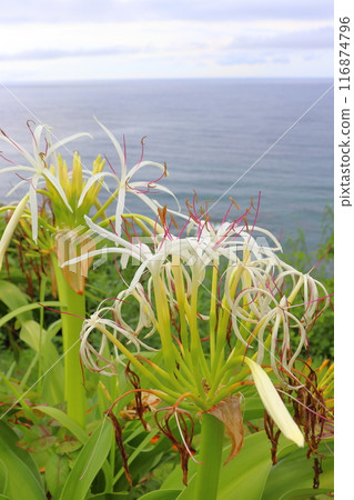 Cloudy sky, sea, Crinum umbellata, white flowers Cloudy sky, sea, Crinum umbellata, white flowers 116874796