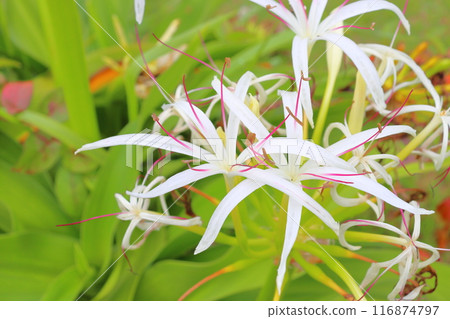 Crinum umbellata white flower Crinum umbellata white flower 116874797