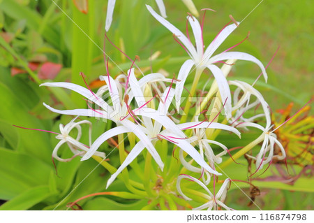 Crinum umbellata white flower Crinum umbellata white flower 116874798