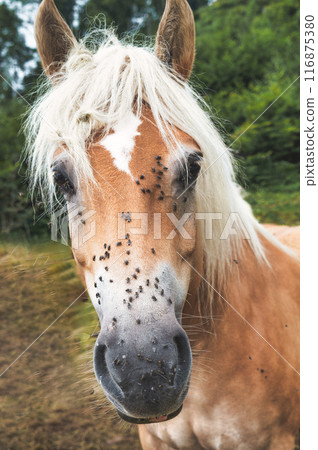 A horse with flies on its muzzle A horse with flies on its muzzle 116875380
