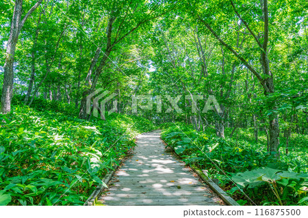 陽光透過樹林的夏季長廊（道路影像） 116875500