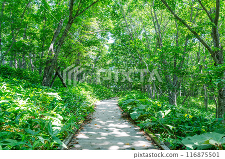 A summer promenade with sunlight filtering through the trees (path image) 116875501