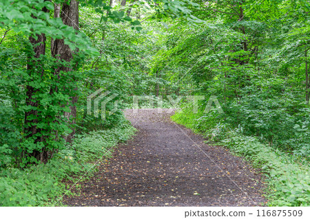 Path through the forest (path image) Path through the forest (path image) 116875509