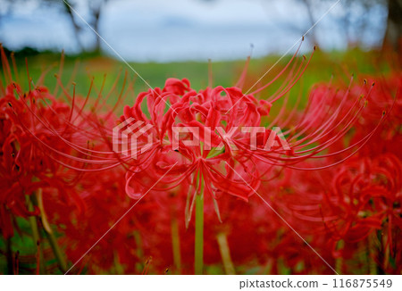 美麗明亮的紅色蜘蛛百合 116875549