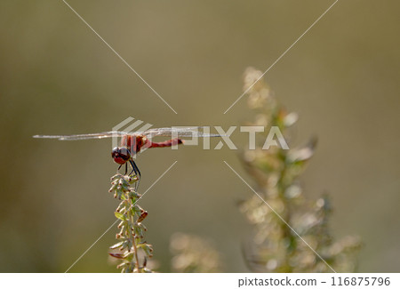 A red dragonfly resting on dead grass in late autumn A red dragonfly resting on dead grass in late autumn 116875796