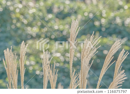 Silver grass ears shining in the gentle sunlight of late autumn 116875797