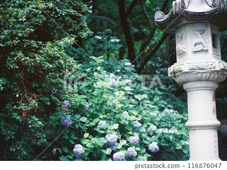 日本風景 116876047