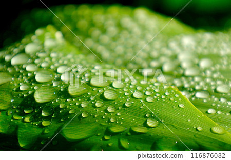 After the rain: Water droplets on a canna leaf 116876082