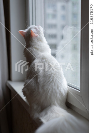 Fluffy white cat sitting on the windowsill, looking through window, summer time. Beautiful domestic white cat at home. Back side view 116876170