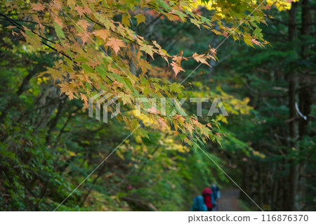 Autumn leaves and walking paths 116876370