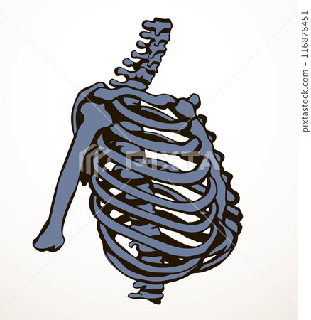 Vector drawing. Thorax and ribs 116876451