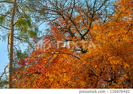 Red orange autumn leaves,brass pine on a warm sunny day 116876482