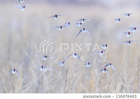 A flock of redpolls in flight 116876483