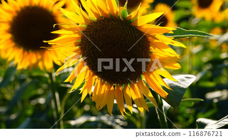 Sunflower blooming towards the sun Sunflower blooming towards the sun 116876721