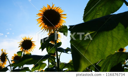 Speaking of summer flowers, yellow sunflower  Speaking of summer flowers, yellow sunflower 116876734