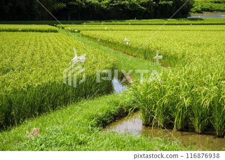 夏季稻田(稻田風景) 夏季稻田(稻田風景) 116876938