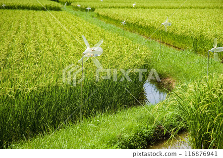 夏季稻田（稻田風景） 116876941