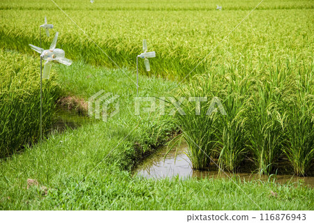 夏季稻田（稻田風景） 116876943