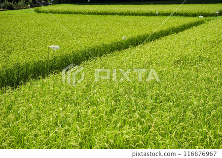 Summer Rice Field Scenery Summer Rice Field Scenery 116876967
