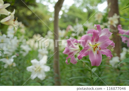 Lilies in Hibiya Park, Tokyo, Japan Lilies in Hibiya Park, Tokyo, Japan 116877046