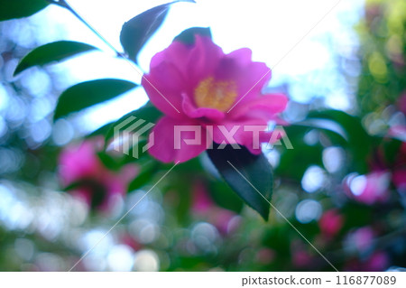 Camellia flower material 116877089