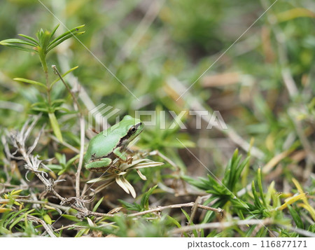 Frog found in the grass Frog found in the grass 116877171