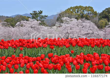 Tulips and cherry blossoms at Kyoto Botanical Garden 116877174