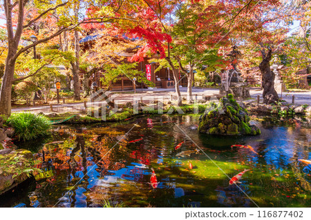 [Nagano Prefecture] Kaiko Shrine, Komoro Castle Ruins, during autumn foliage season 116877402