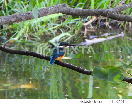 Kingfisher perched on a branch close to the water surface 3 116877454