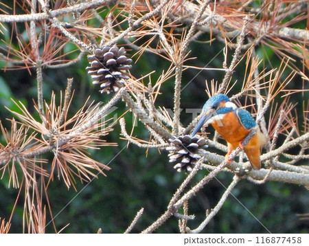 Kingfisher perched on a red pine branch Kingfisher perched on a red pine branch 116877458