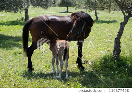 little foal brown horse I hid behind my mom the summer, playing hide and seek 116877468