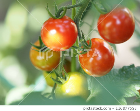 變紅的迷你西紅柿 116877555