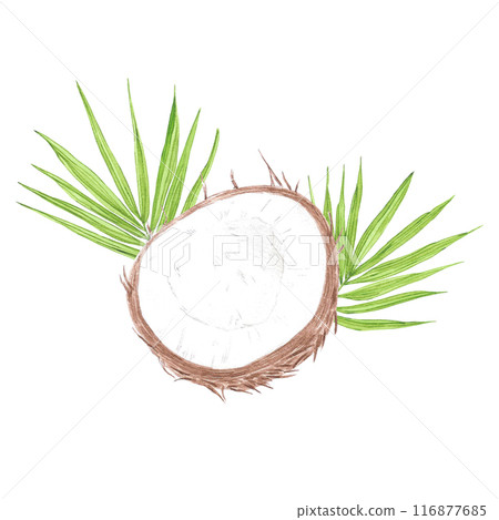 Hand drawn watercolor tropical leaves and brown coconut isolated on white background. Can be used for post card, label, scrapbook and other printed products. Hand drawn watercolor tropical leaves and brown coconut isolated on white background. Can be used for post card, label, scrapbook and other printed products. 116877685