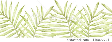 Hand drawn watercolor green palm tree leaves seamless border isolated on white background. Can be used for textile, scrapbook and other printed products. Hand drawn watercolor green palm tree leaves seamless border isolated on white background. Can be used for textile, scrapbook and other printed products. 116877721