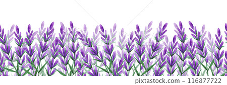 Hand drawn watercolor lavender wildflower seamless frame border isolated on white background. Can be used for textile, invitation, scrapbook and other printed products. Hand drawn watercolor lavender wildflower seamless frame border isolated on white background. Can be used for textile, invitation, scrapbook and other printed products. 116877722