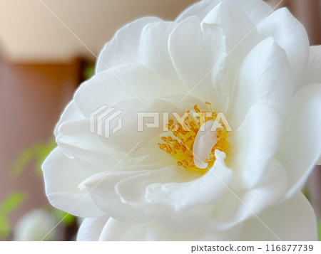 玫瑰花白色冰山 116877739