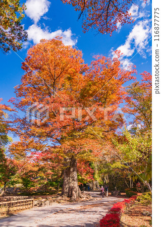 <Nagano Prefecture> Komoro Castle Ruins Nostalgia Garden during autumn foliage 116877775