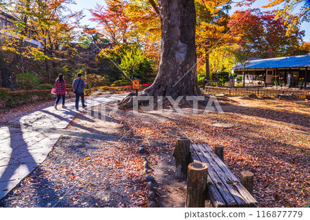 [長野縣]紅葉季節的小諸城跡懷古園 116877779