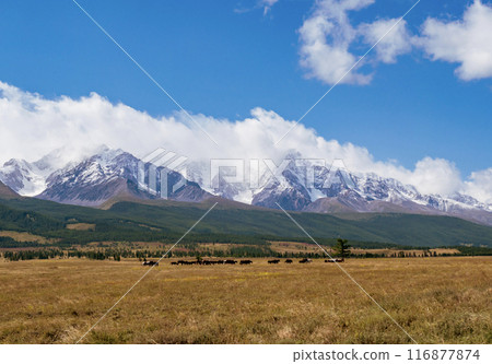 Majestic horses grazing in a golden meadow under snow-capped mountains on a sunny day Majestic horses grazing in a golden meadow under snow-capped mountains on a sunny day 116877874